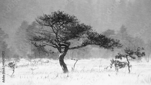 Pine tree in snowstorm at Torronsuo national park, Tammela, Finland.  photo