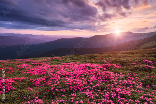 Scenery of the sunrise at the high mountains. A lawn covered with flowers of pink rhododendron. Dramatic sky. Amazing summer day. The revival of the planet. Location Carpathian  Ukraine  Europe.