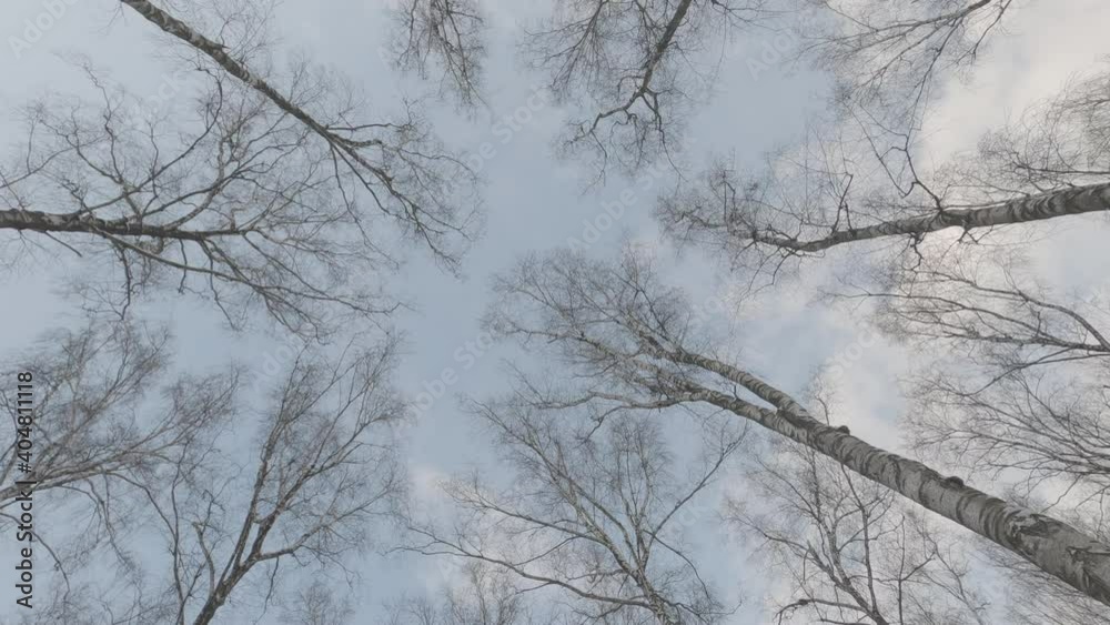 View of sky with clouds through branches of trees in birch forest or park in clear sunny weather on winter day. View of sky with clouds through branches of trees in birch forest or park in clear sunny weather on winter day.