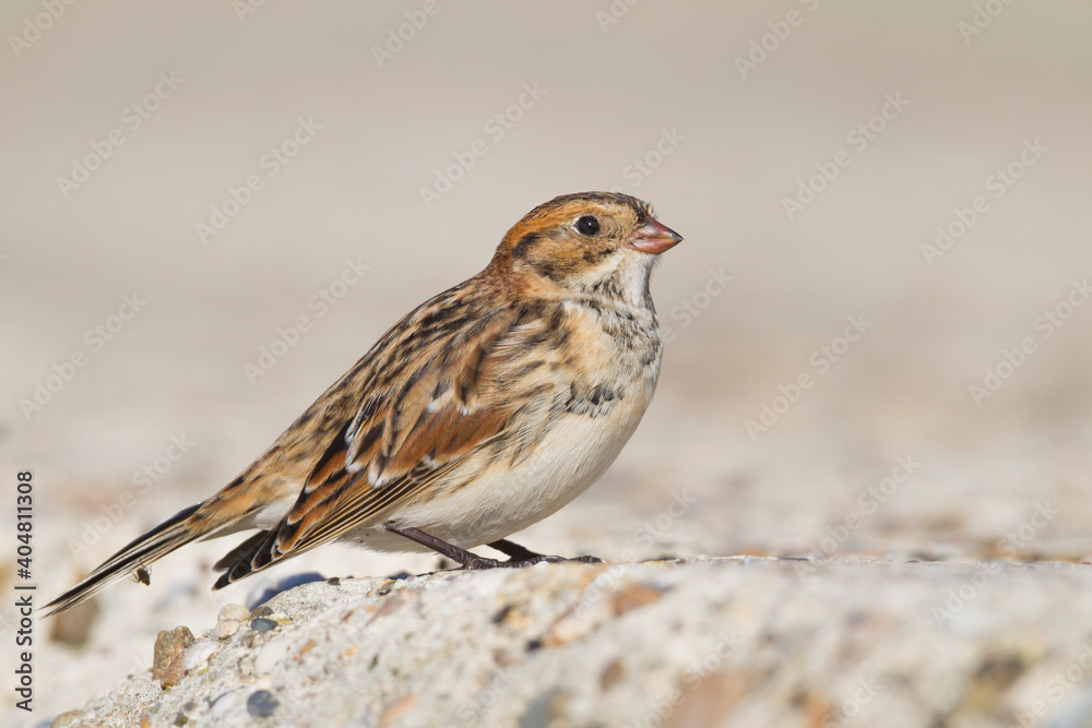 Ijsgors, Lapland Longspur, Calcarius lapponicus Ijsgors, Lapland Longspur, Calcarius lapponicus