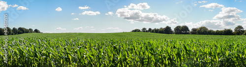 Fotografiet Maisfeld im Sommer - Mais auf dem Feld, Landwirtschaft Panorma