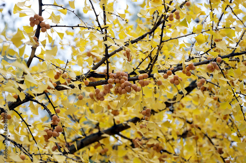 Ginkgo biloba tree with ripe fruits and yellow leaves, in autumn in the park.