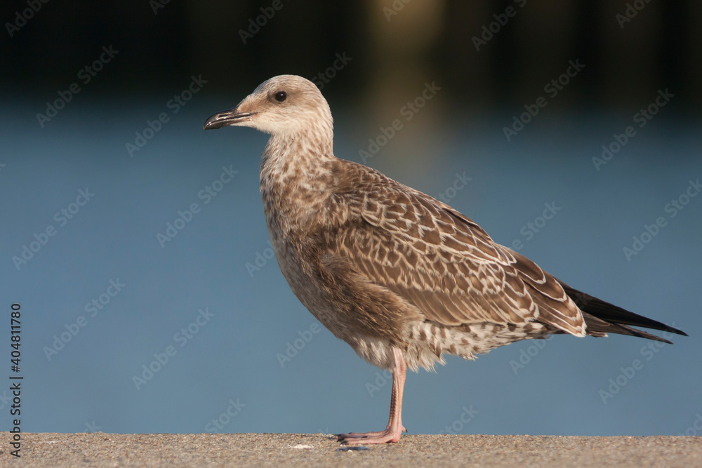 Kleine Mantelmeeuw, Lesser Black-backed Gull, Larus fuscus Kleine Mantelmeeuw, Lesser Black-backed Gull, Larus fuscus