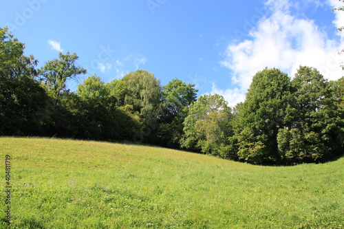 grass in front of trees forming a wave with blue sky
