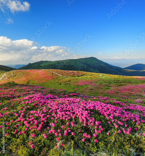 A lawn with flowers of pink rhododendron. Mountain landscape with beautiful sky and clouds. A nice summer day. Location Carpathian mountain, Ukraine, Europe.