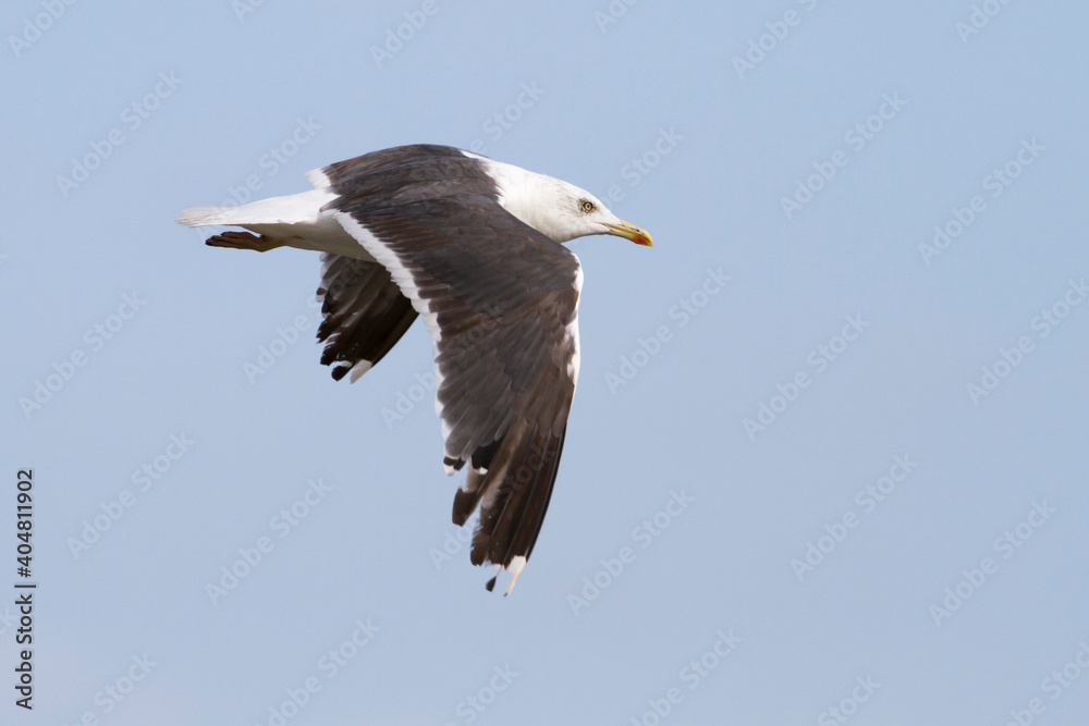 Kleine Mantelmeeuw, Lesser Black-backed Gull, Larus fuscus