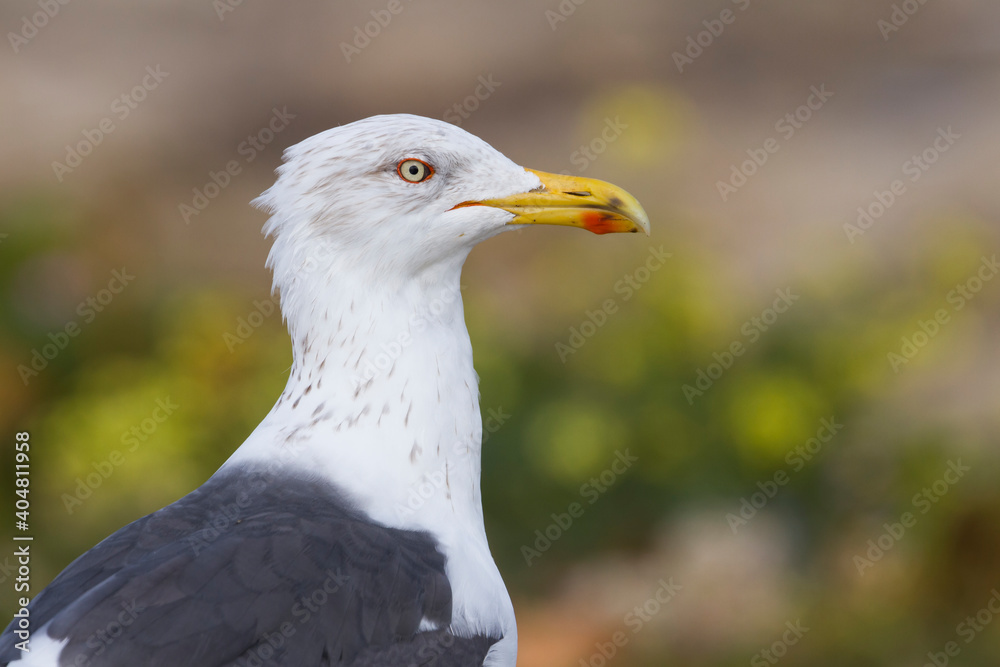 Kleine Mantelmeeuw, Lesser Black-backed Gull, Larus fuscus Kleine Mantelmeeuw, Lesser Black-backed Gull, Larus fuscus