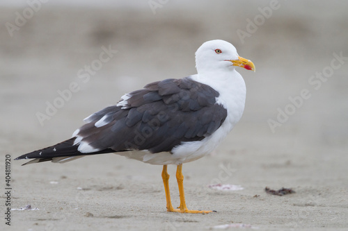 Kleine Mantelmeeuw, Lesser Black-backed Gull, Larus fuscus photo