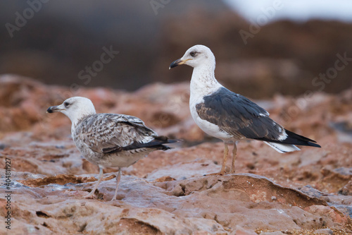 Kleine Mantelmeeuw, Lesser Black-backed Gull, Larus fuscus © AGAMI