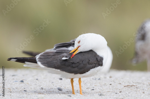 Kleine Mantelmeeuw, Lesser Black-backed Gull, Larus fuscus photo