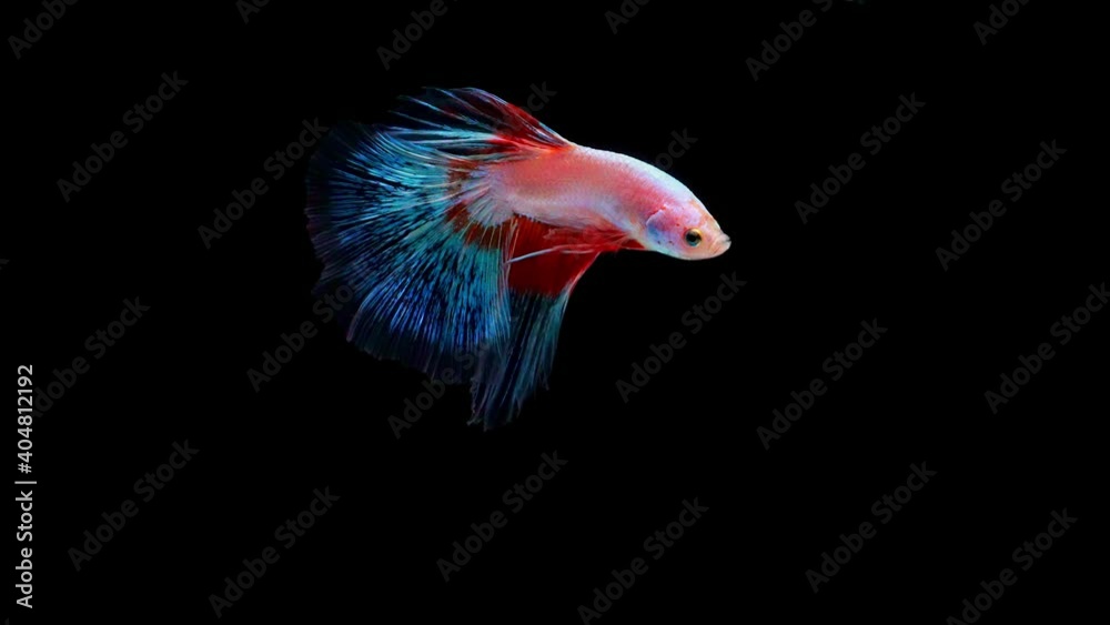 Siamese fighting fish (Betta splendens) Siamese fighting fish (Betta splendens)