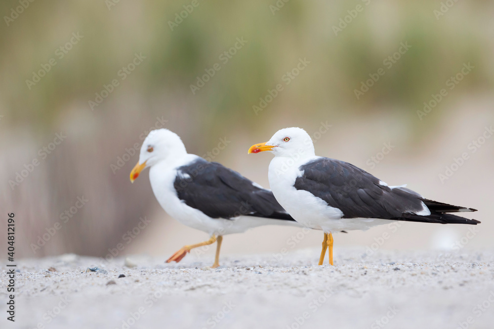 Kleine Mantelmeeuw, Lesser Black-backed Gull, Larus fuscus Kleine Mantelmeeuw, Lesser Black-backed Gull, Larus fuscus