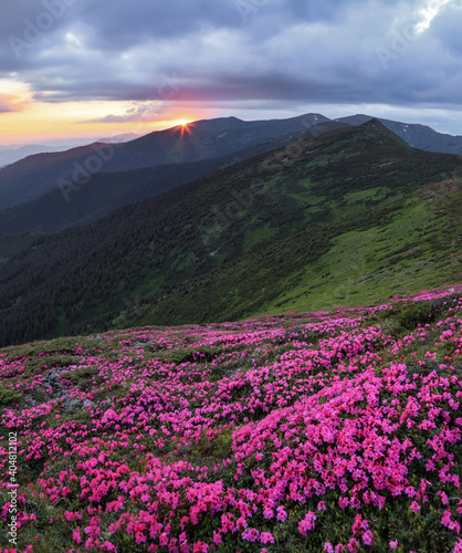 Spring scenery. Beautiful sunset and high mountain. Panoramic view in lawn are covered by pink rhododendron flowers. Location Carpathian, Ukraine, Europe. Concept of nature revival.