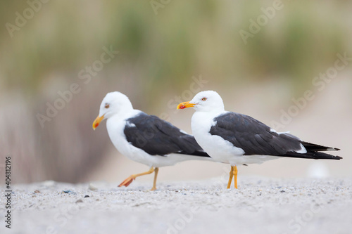 Kleine Mantelmeeuw, Lesser Black-backed Gull, Larus fuscus