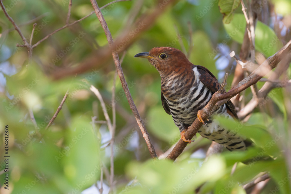 Lesser Cuckoo, Cuculus poliocephalus Lesser Cuckoo, Cuculus poliocephalus
