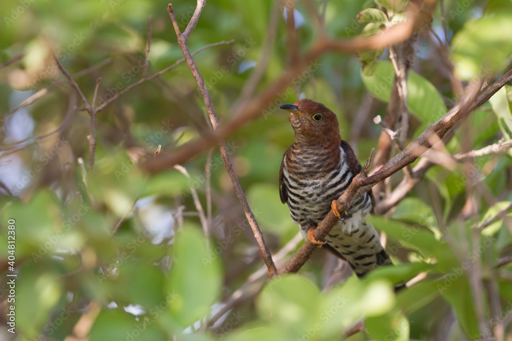 Lesser Cuckoo, Cuculus poliocephalus Lesser Cuckoo, Cuculus poliocephalus