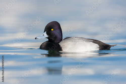 Lesser Scaup, Kleine Topper, Aythya affinis photo