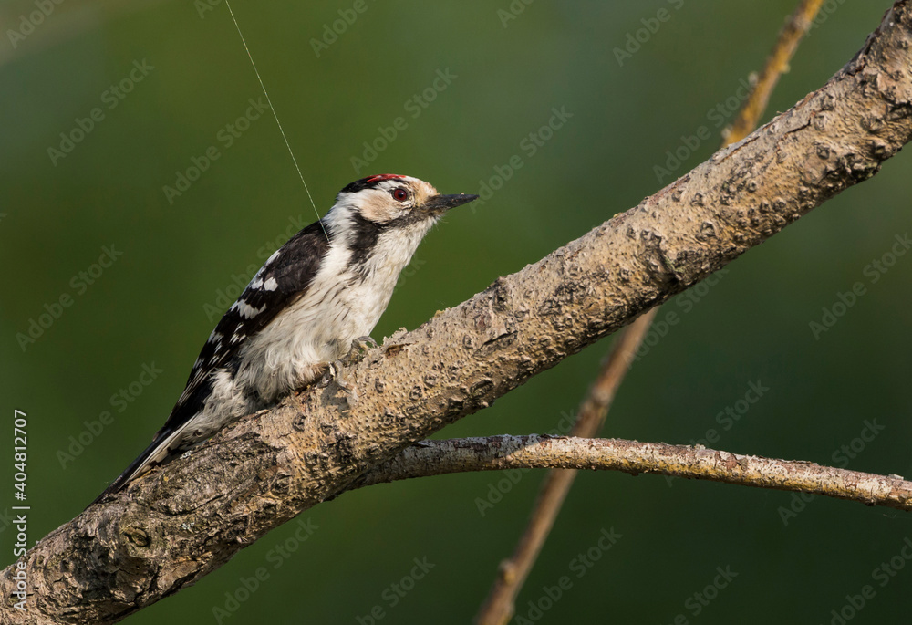 Naklejka premium Kleine Bonte Specht, Lesser Spotted Woodpecker, Dendrocopos minor
