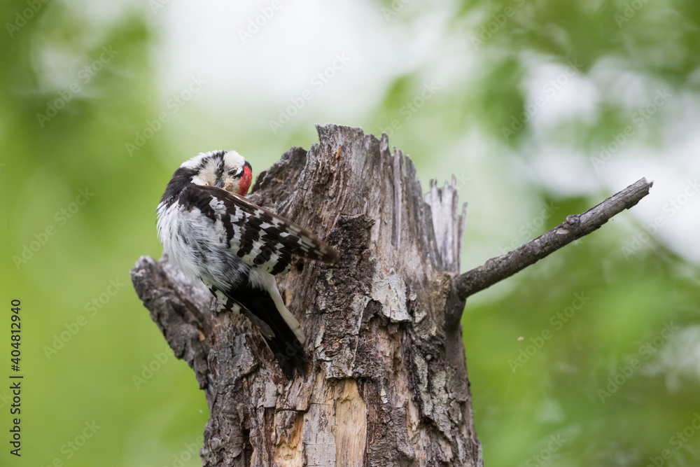 Kleine Bonte Specht, Lesser Spotted Woodpecker, Dendrocopos minor Kleine Bonte Specht, Lesser Spotted Woodpecker, Dendrocopos minor