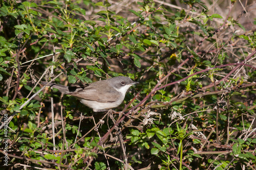 Braamsluiper, Lesser Whitethroat, Sylvia curruca curruca photo