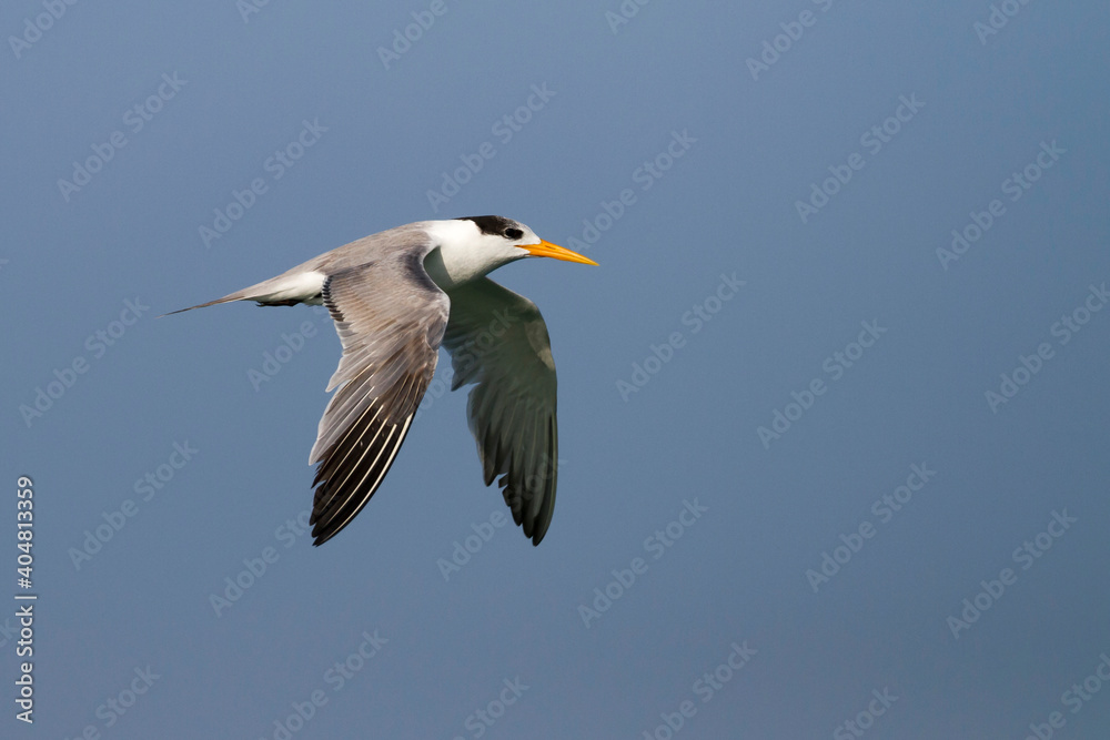 Bengaalse Stern, Lesser Crested Tern, Thalasseus bengalensis ssp. bengalensis Bengaalse Stern, Lesser Crested Tern, Thalasseus bengalensis ssp. bengalensis