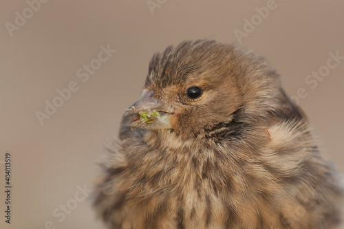 Kneu, Common Linnet, Linaria cannabina photo