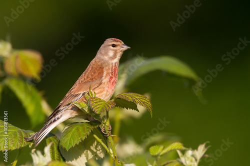 Tableau sur toile Kneu, Common Linnet, Linaria cannabina
