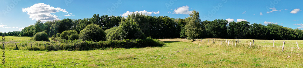 Weide im Sommer am Waldrand - Wiese mit Bäume Panorama