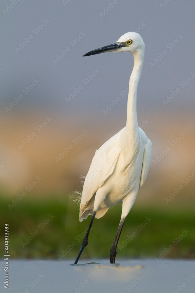 Kleine Zilverreiger, Little Egret, Egretta garzetta Kleine Zilverreiger, Little Egret, Egretta garzetta