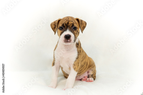 Little cute puppy pit bull sits on a white background