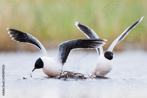 Dwergmeeuw, Little Gull, Hydrocoloeus minutus photo