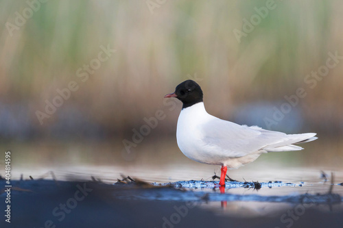 Dwergmeeuw, Little Gull, Hydrocoloeus minutus photo