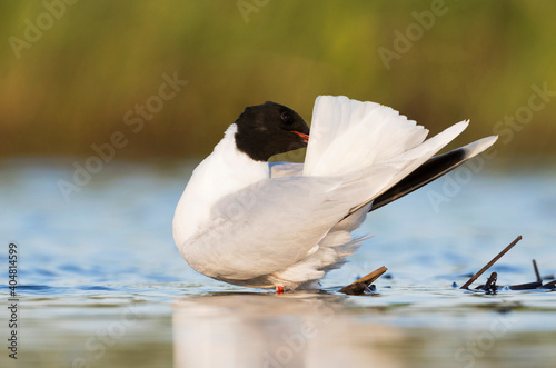 Dwergmeeuw, Little Gull, Hydrocoloeus minutus photo