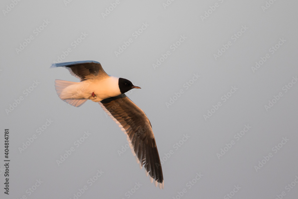Fototapeta premium Dwergmeeuw, Little Gull, Hydrocoloeus minutus