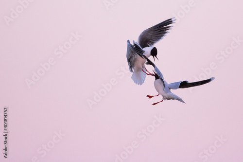 Dwergmeeuw, Little Gull, Hydrocoloeus minutus photo