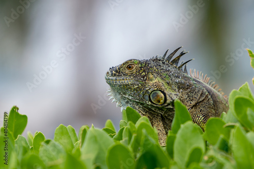 Iguana in the Cayman Islands.