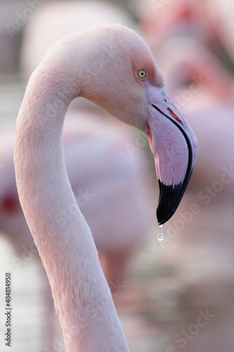 Flamingo Portrait (w/Droplet)