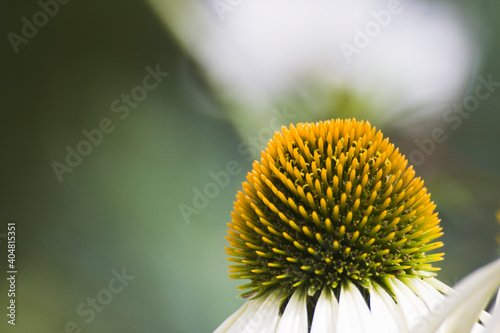 White Echinacea Close-Up