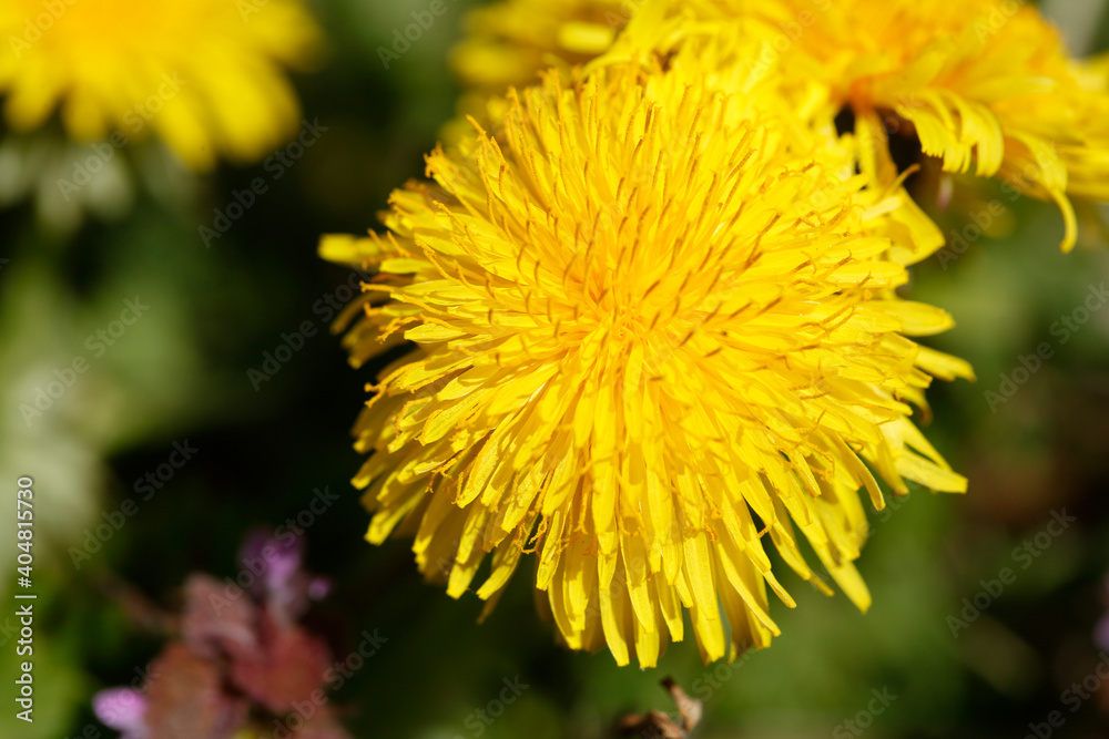 Gelbe Löwenzahnblüte, Makroaufnahme, Deutschland, Europa Gelbe Löwenzahnblüte, Makroaufnahme, Deutschland, Europa