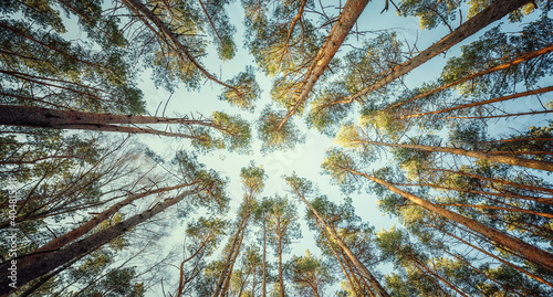 View of the crown trees in the pine forest, Retro style.