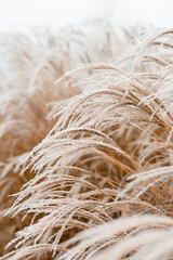 Abstract natural background of soft plants Cortaderia selloana. Frosted pampas grass on a blurry bokeh, Dry reeds boho style. Patterns on the first ice. Earth watching