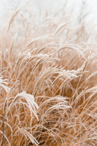 Fotografie, Tablou Abstract natural background of soft plants Cortaderia selloana