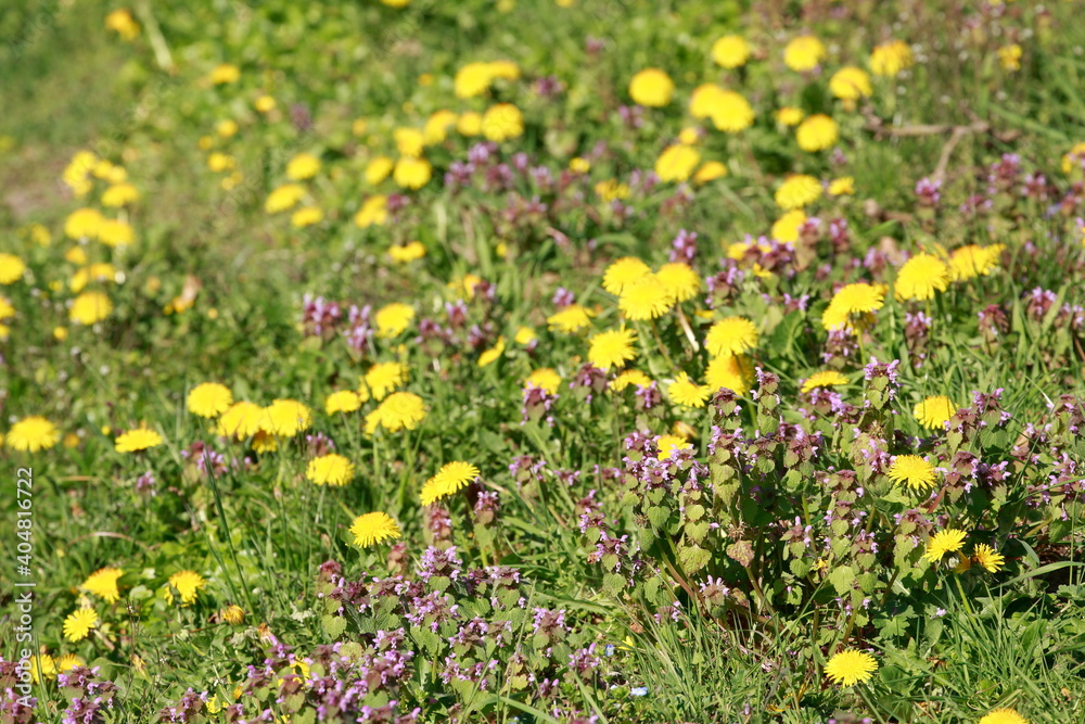 Blumenwiese mit gelben Löwenzahnblumen, Deutschland