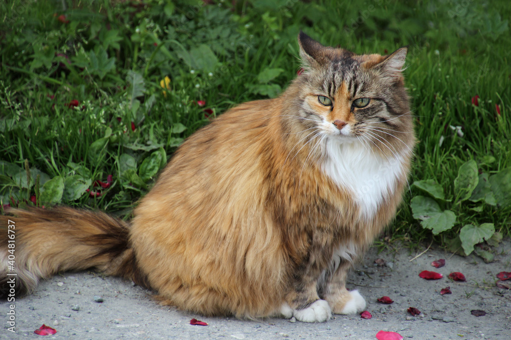 edle Katze in Nahaufnahme sitzt draußen am Wegesrand