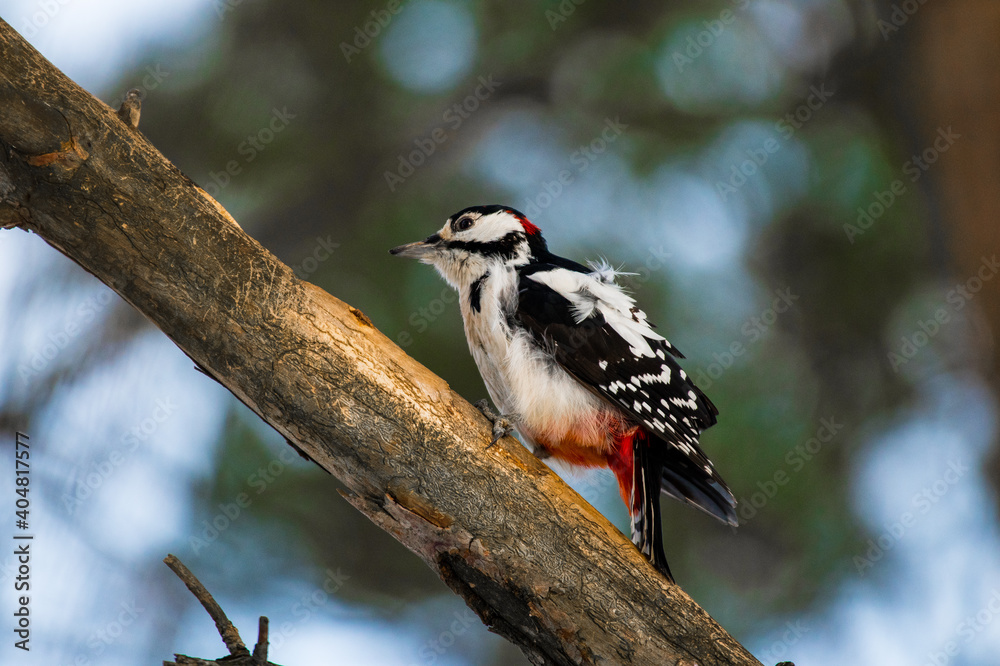 Obraz premium a beautiful spotted woodpecker sits and pecks at a tree branch