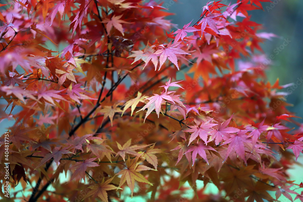 Beautiful Japanese red maple tree leaves in autumn. Beautiful Japanese red maple tree leaves in autumn.