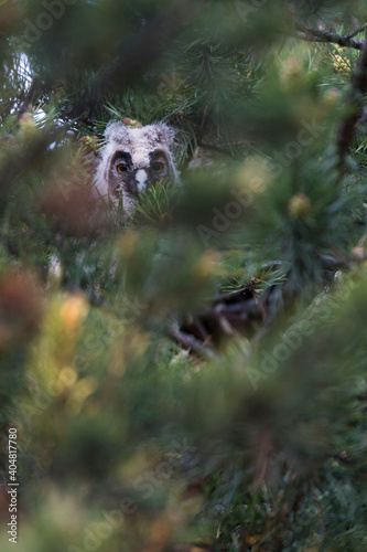 Ransuil, Long-eared Owl, Asio otus