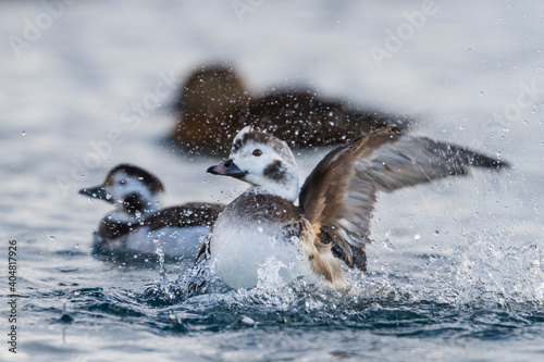Long-tailed Duck, IJseend, Clangula hyemalis