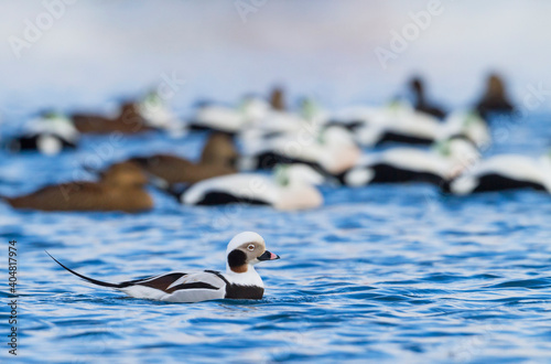 Long-tailed Duck, IJseend, Clangula hyemalis photo