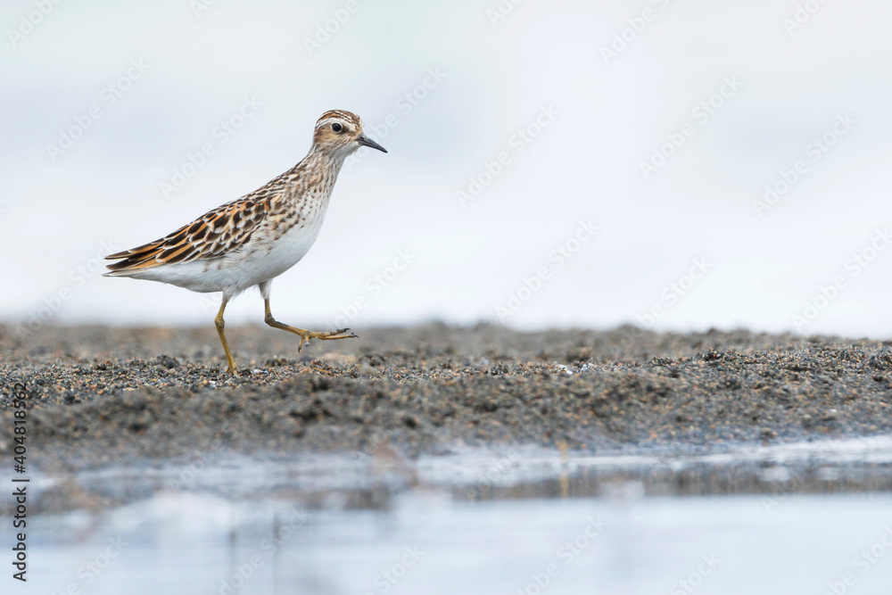 Taigastrandloper, Long-toed Stint, Calidris subminuta Taigastrandloper, Long-toed Stint, Calidris subminuta